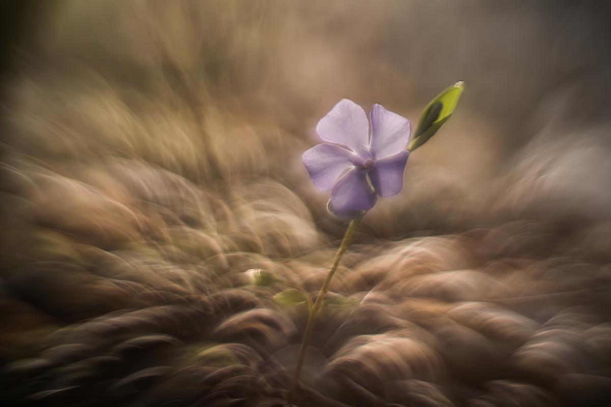Hencz Judit