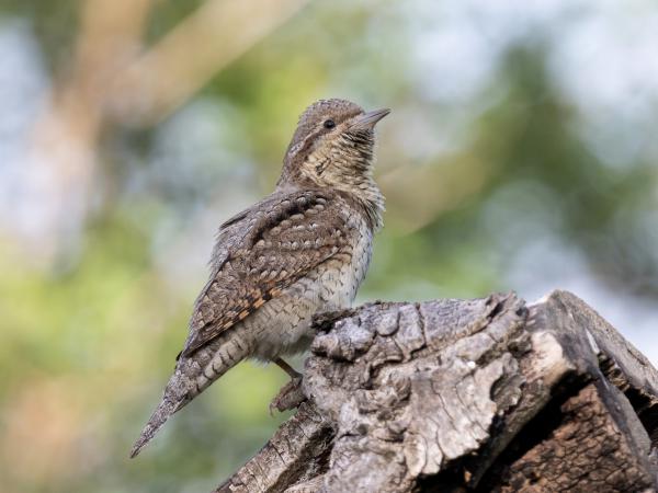 Vigasztalóm karantén alatt