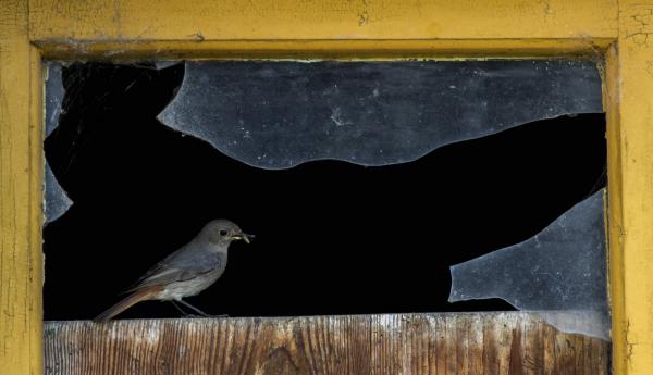 Kiszolgálás az ablaknál