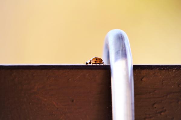 Látogató az erkélyen