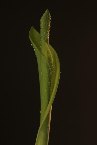 Gyöngyvirág leszek