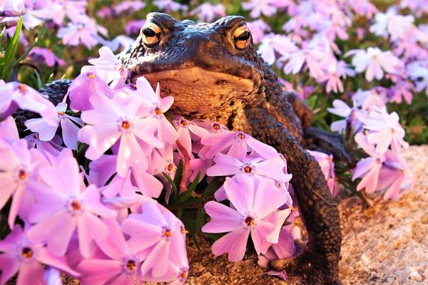 Szépség és a szörnyeteg.