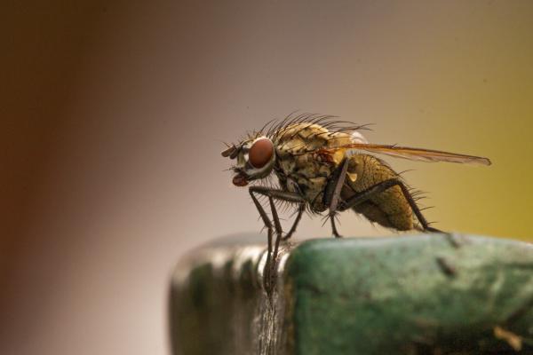 Szörny a kerítésen