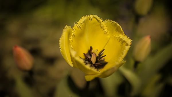 Tulipán a kertemben