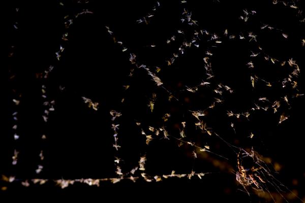 Vadász és prédái 