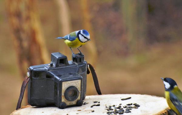 Most repül a kis madár.....Csííííííz.