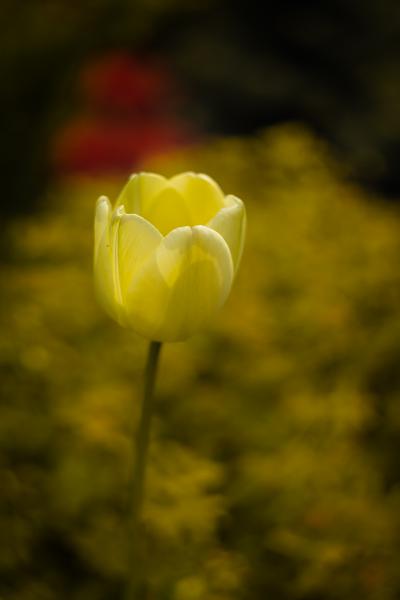 Tulipán