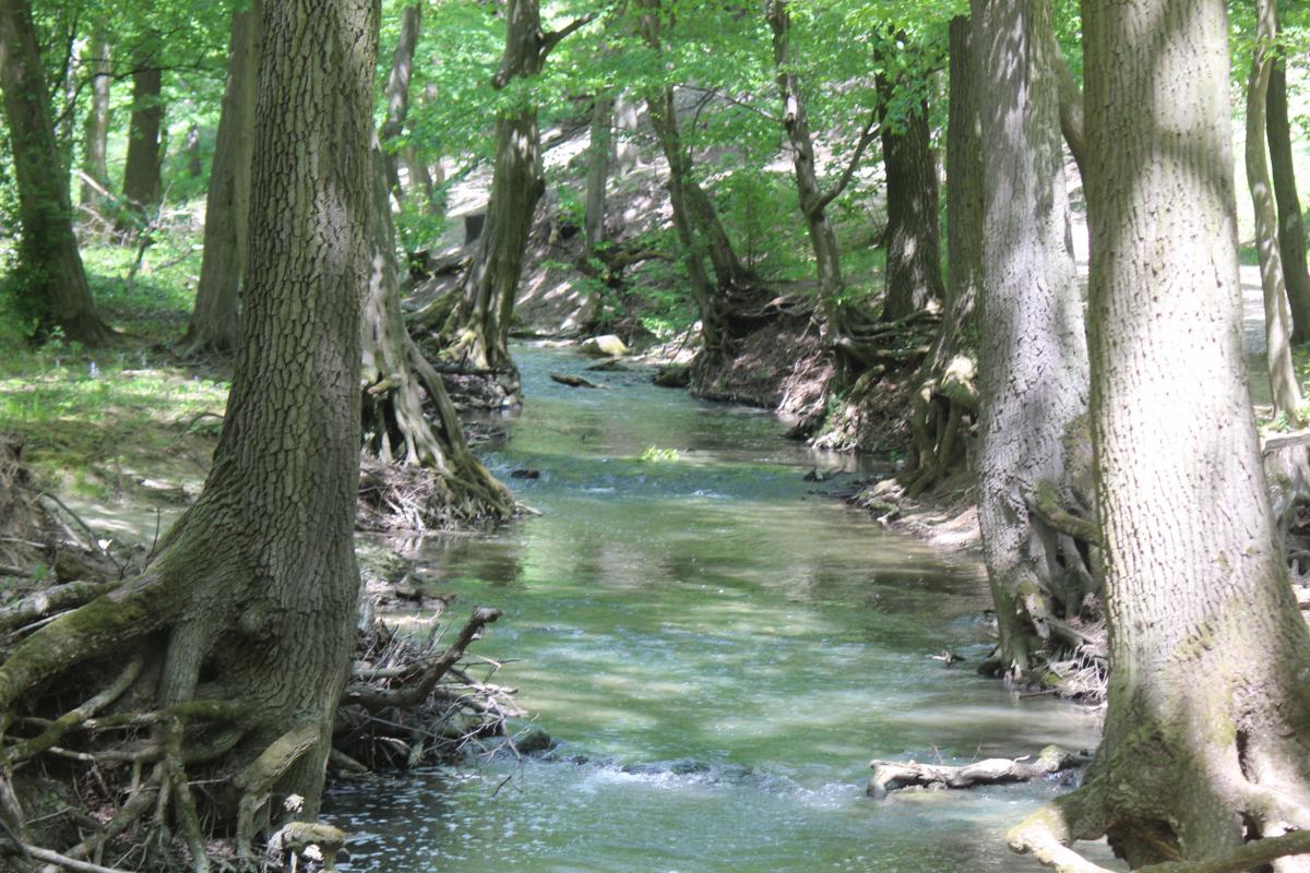 Schubkégel Krisztina