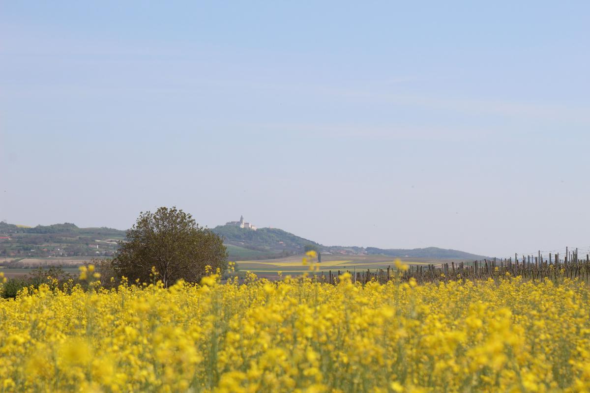 Schubkégel Krisztina