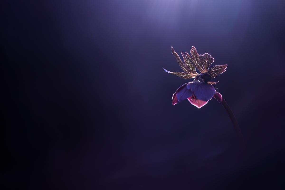 Darányiné Bakos Éva