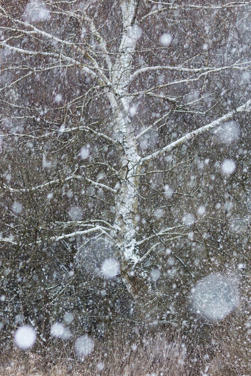 Koncz-Bisztricz Tamás