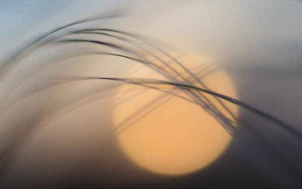 Árvalányhaj a naplementében