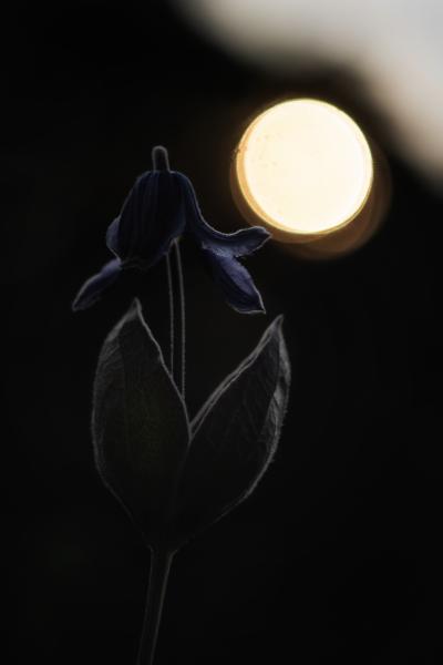 Naplementés iszalag