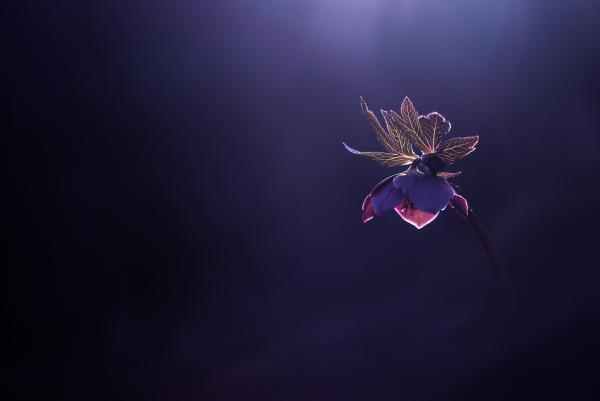 Az utolsó fénysugár