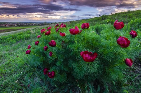 A keleti bazsarózsa