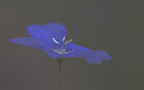Elegancia