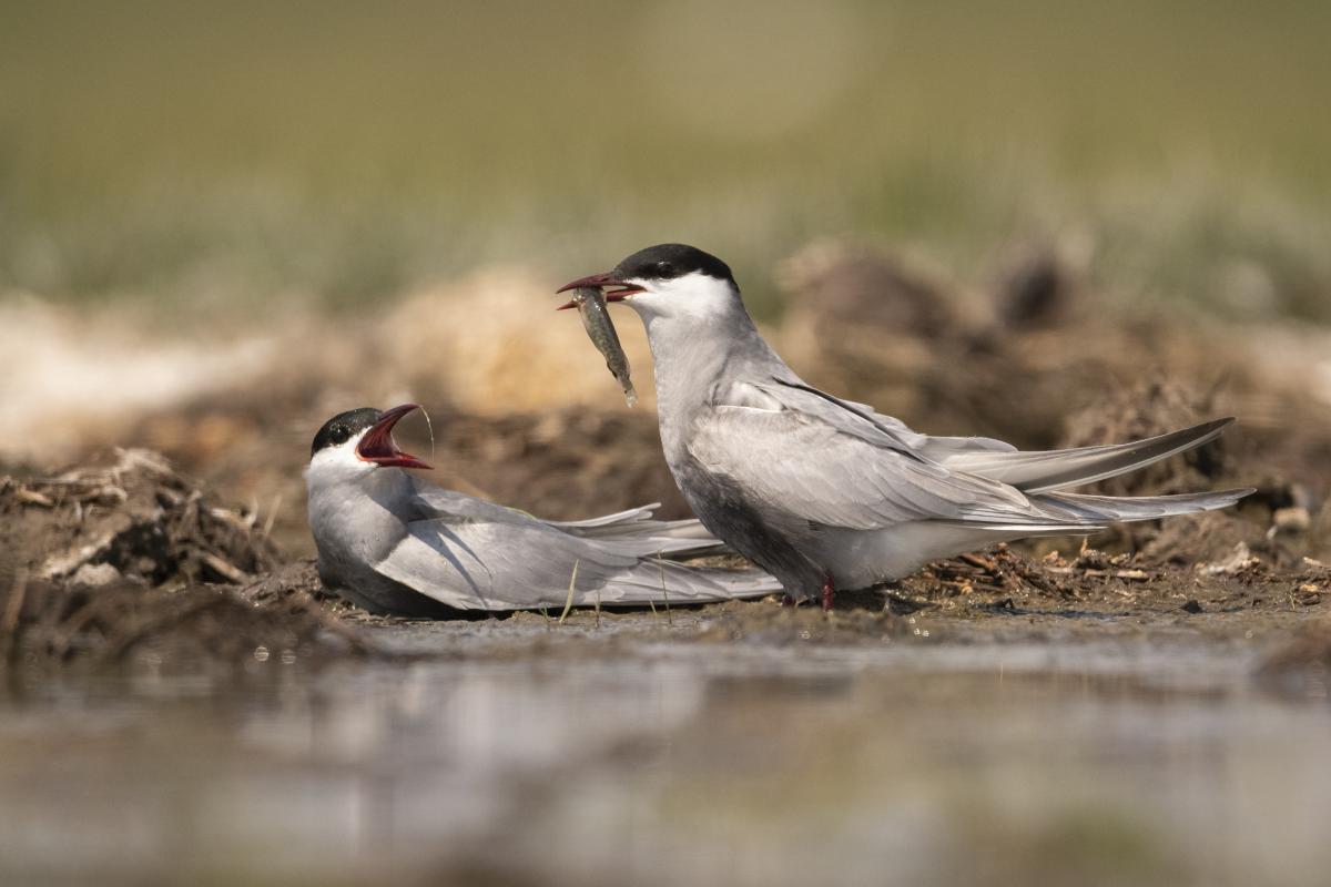 Gémné Kovács Anita