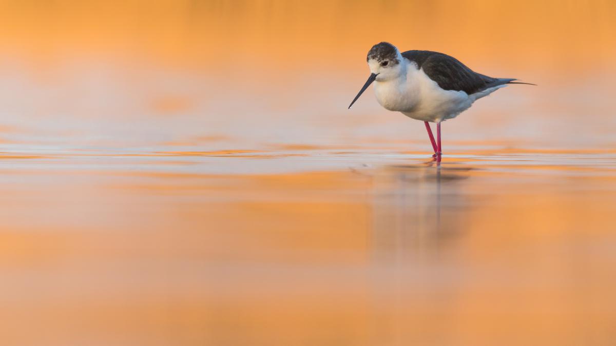 Koncz-Bisztricz Tamás