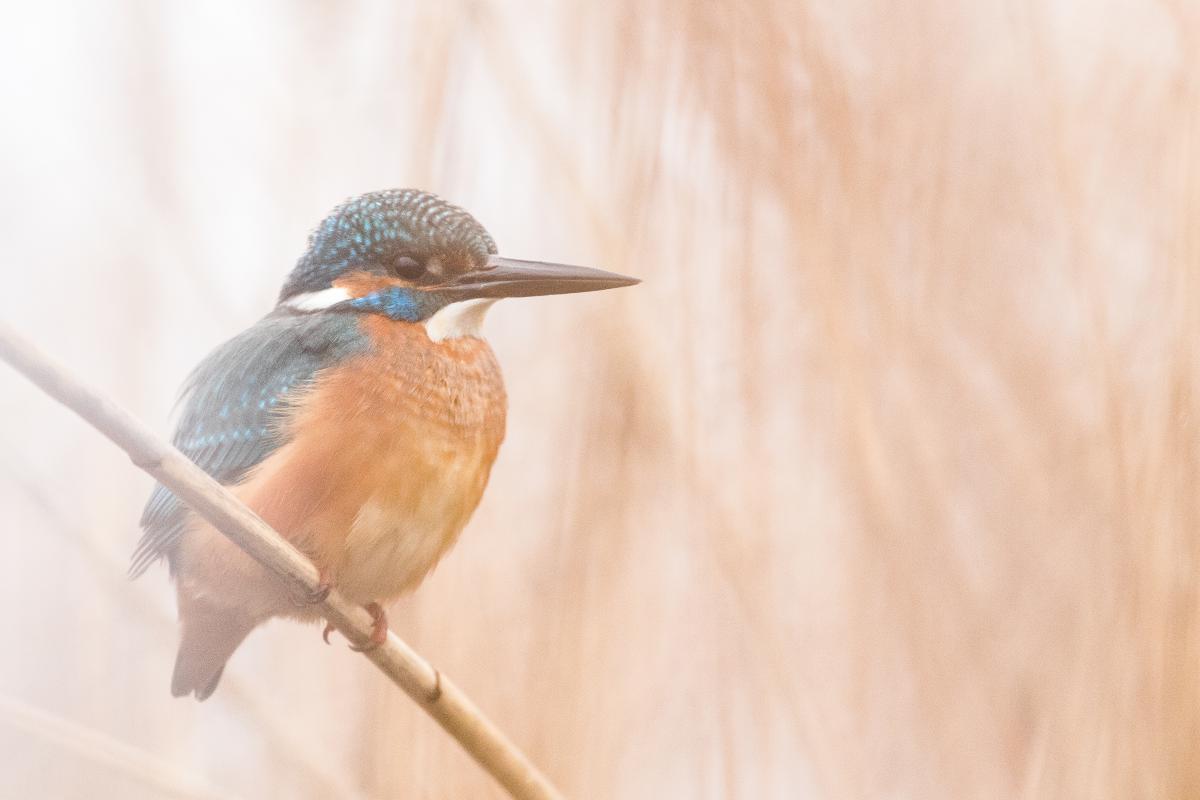 Koncz-Bisztricz Tamás