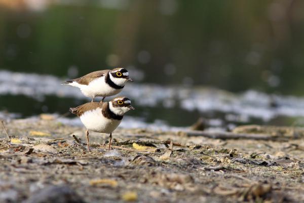 Ne aggódj elbírlak!