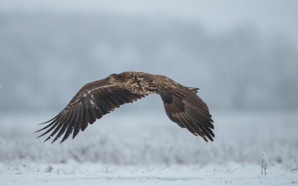 Téli puszták vándora