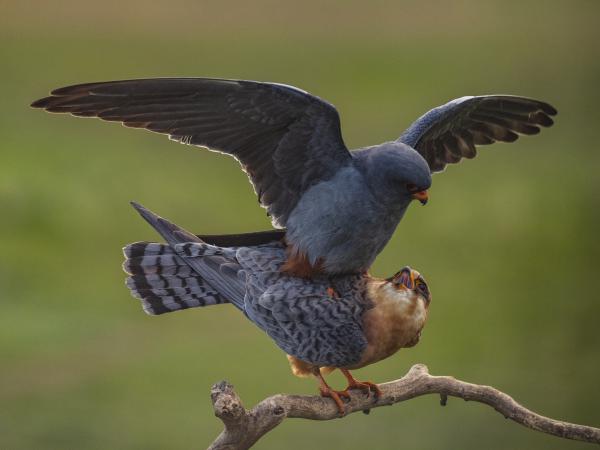 Párzó kék vércsék
