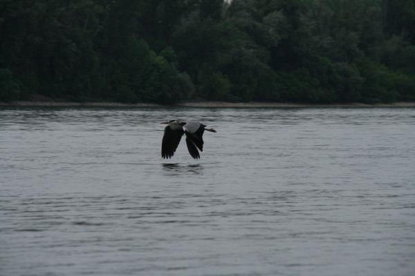 Szállj madár, szállj!