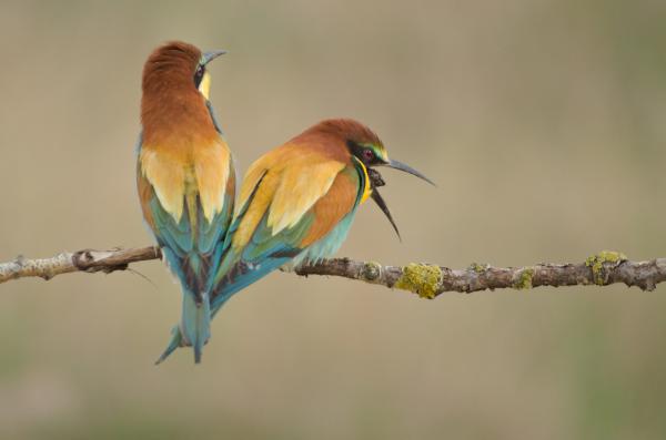 Köpetelő gyurgyalag