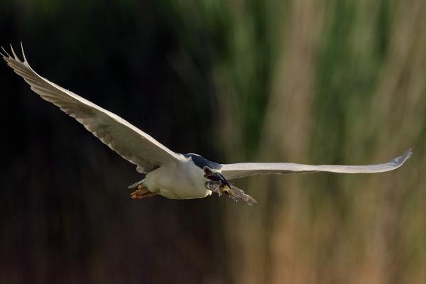 Bakcsó és prédája