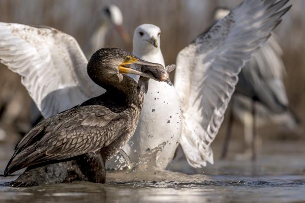 Veszélyben a zsákmány