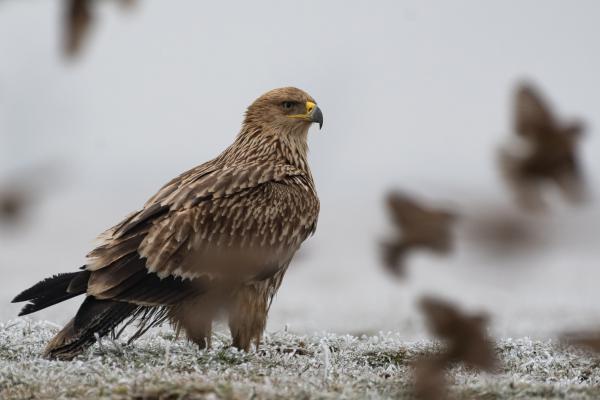 A sas nem fog verebet...