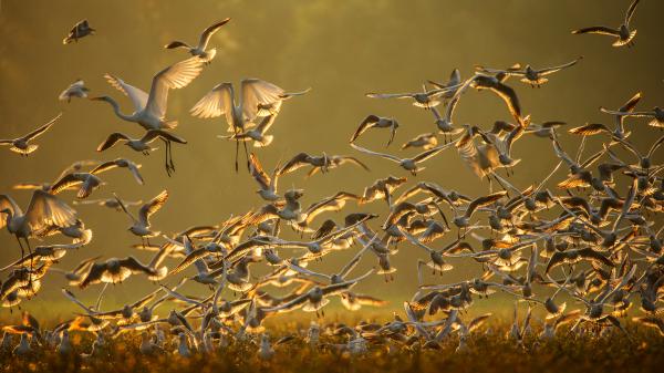 Kócsagok és sirályok