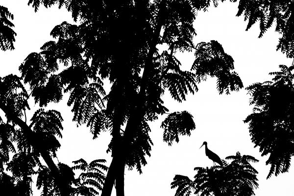 Keresd a gólyát...