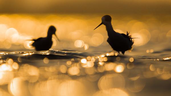 Ketten az ellenfényben