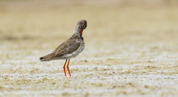 A pillanat szépsége...