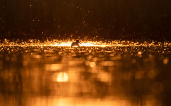 Kacsa a pokol tüzében 