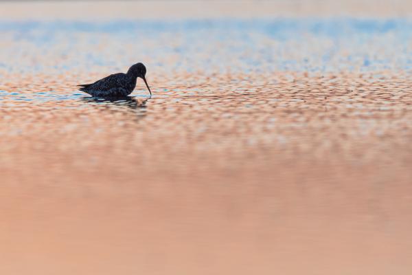 Kék és aranysárga