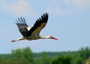 Rábaközi gólya Rábaközi gólya