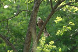 Feszült várakozás Feszült várakozás