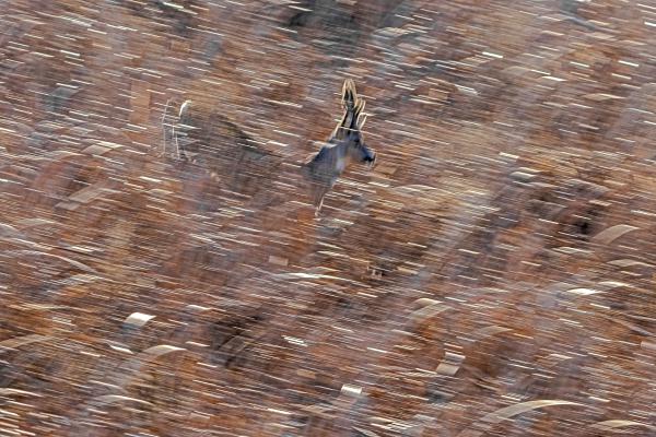 A csalit impressziója