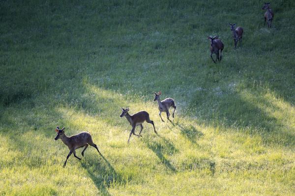 Szarvasok libasorban