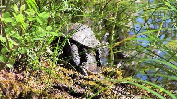 Szerelem a mocsárban.