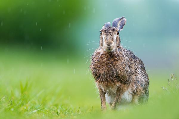 Mint az ázott nyúl...