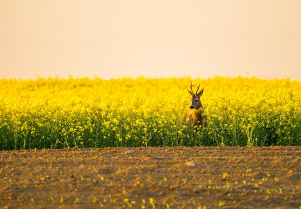 A repce ölelésében