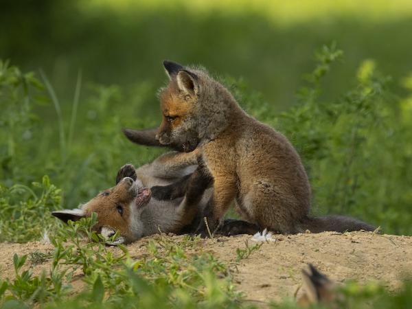 Játszó rókakölykök