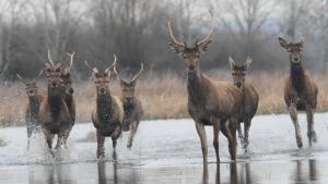 Rohanó agancsosok Rohanó agancsosok