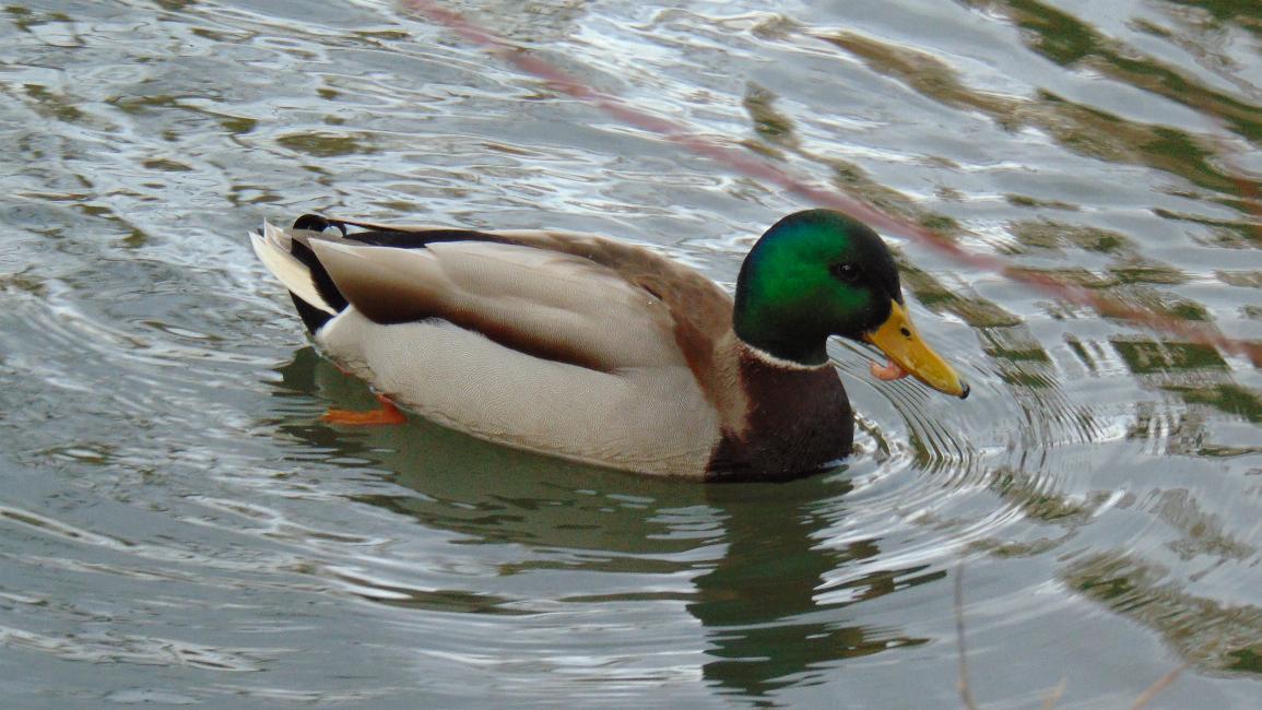 Kónya Máté Bertalan