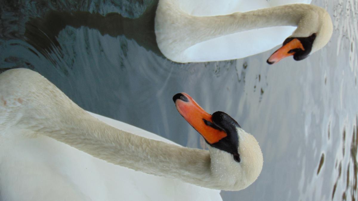 Kónya Máté Bertalan