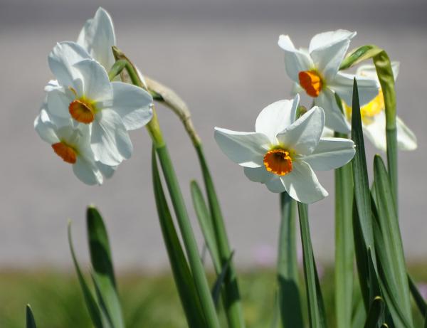 Nárciszok