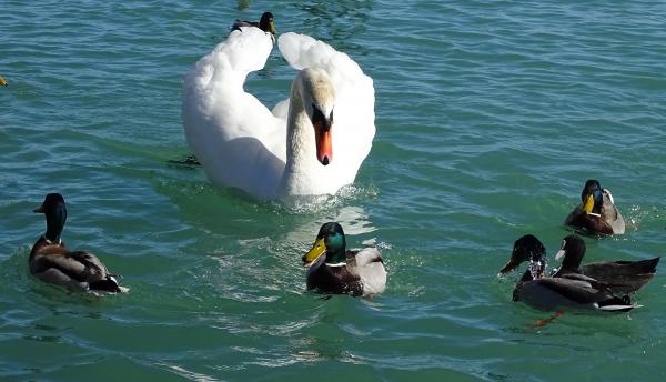 Luxushajó és csónakok